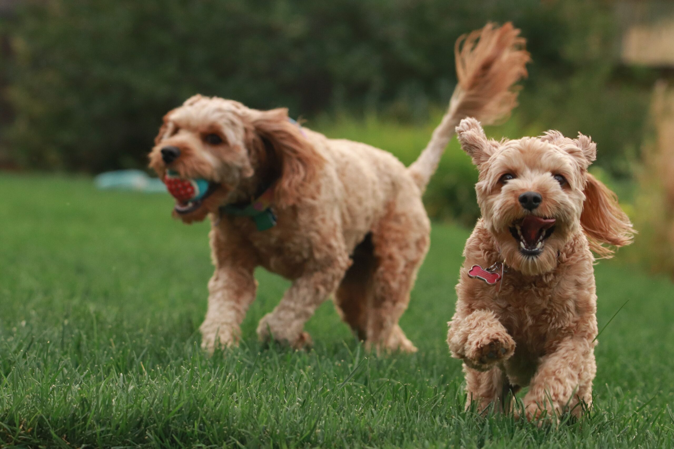 Dogs with a tennis ball