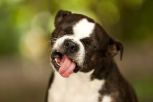 Transition from kibble to whole-foods. Dog making a yuck! face.
