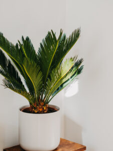 Sago palm