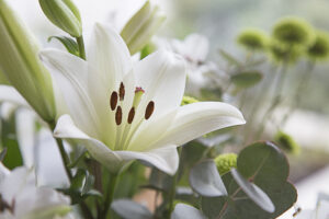 Lily
