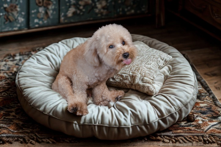 Dog scooting on a floor cushion