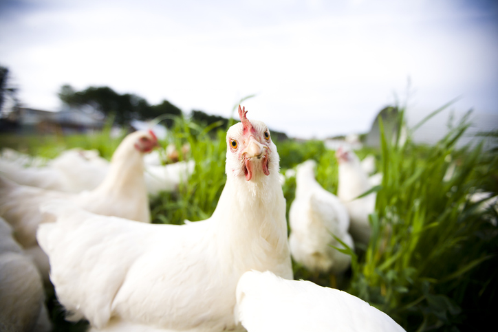 Cheerful chickens in an open field