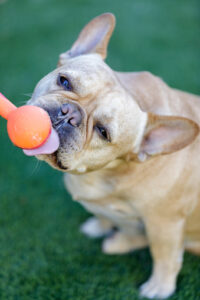 French Bulldog licking peanut butter served on a spoon.