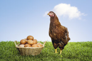 Healthy hen in a field, with a basket of eggs