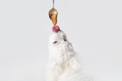 Cute dog licking peanut butter from a spoon