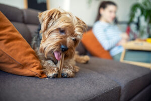 Terrier chewing a dental stick