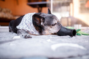 Senior dog with a kong