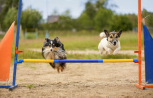 Two dogs on the agility field.