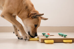 Dog using a puzzle toy