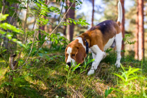 Beagle dog doing scent work through grass