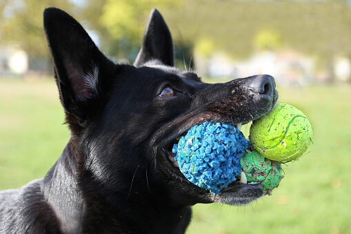 Dog with 3 balls in his mouth