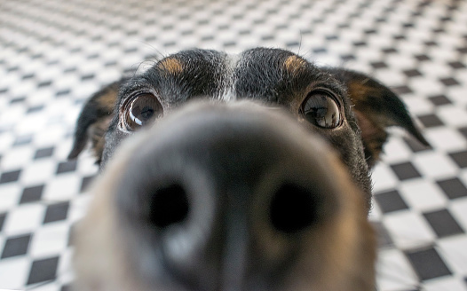 Dog sniffing close up