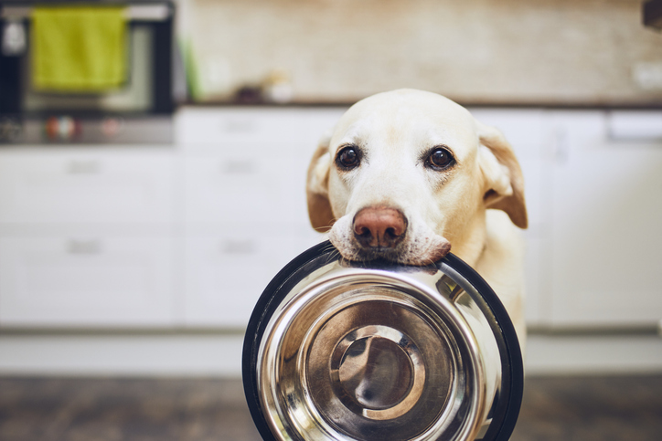 Labrador holding his bowl in his mouth. Hoping he'll get fed twice a day.