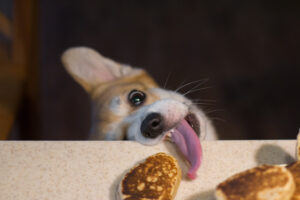 Corgi tries to eat with its tongue from the table