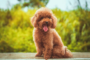 Close-up portrait of poodle