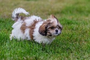 shih tzu puppy outdoors