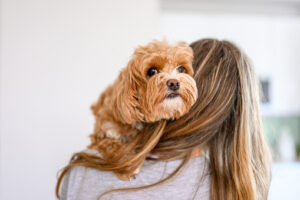 Cavoodle having a cuddle