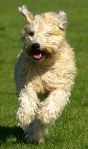 Wheaten Terrier running in a Field