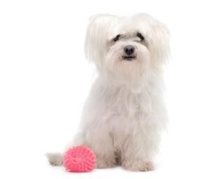 White Maltese terrier