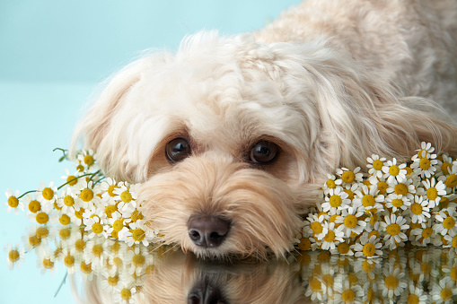 Maltipoo Dog Among Chamomile Flowers