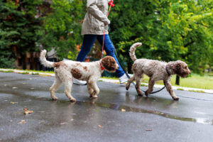 Two Lagotto Romanolos on a walk