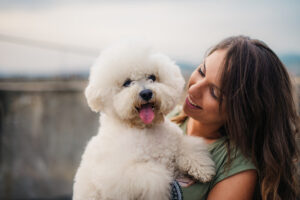 Bichon Frise