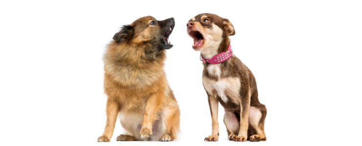 Canine communication - two dogs shouting at each other