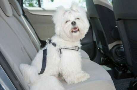 Happy Maltese terrier, safely secured in car so dog isn't car sick