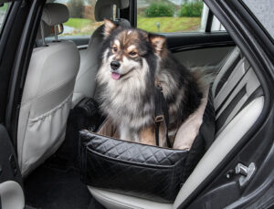 Finish Lapphund in car seat
