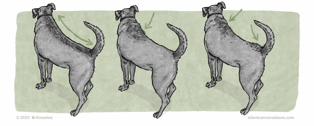 illustration of dog with piloerection (raised hackles)