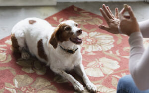 Cocker spaniel learning to Stay 