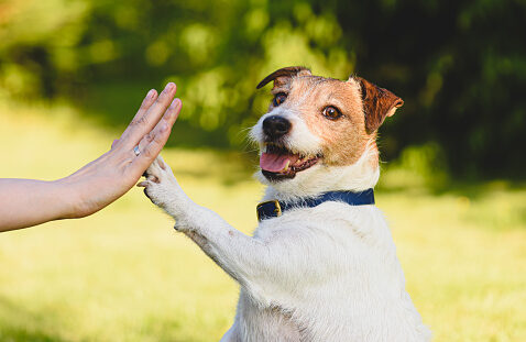 Jack Russell dog learns high five dog trick