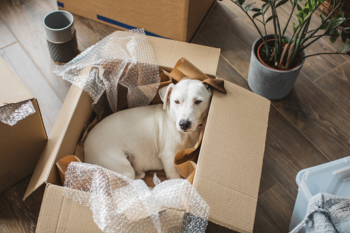 Dog making himself comfortable in a moving box