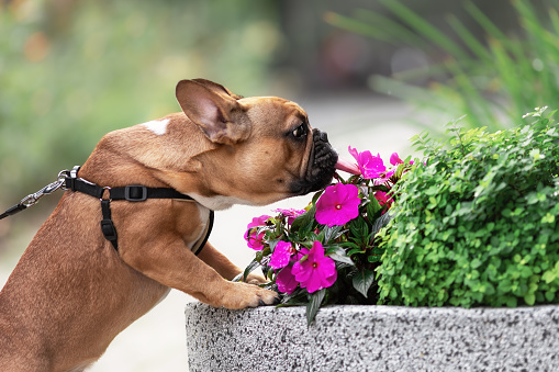 Cute French bulldog sniffing flowers