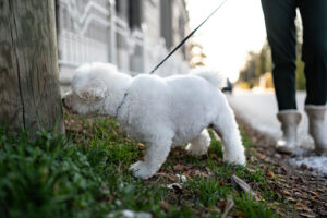 Cute dog sniffing a power pole while on a walk