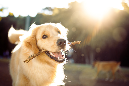 Golden retriever playing in the sunshine