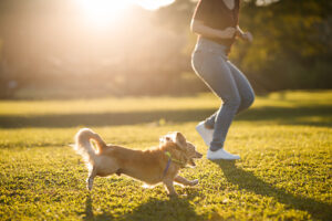 Dog and owner running together in a park