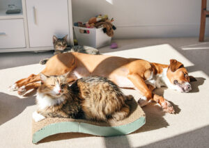 Dog and cats enjoying the sunlight through a living room window