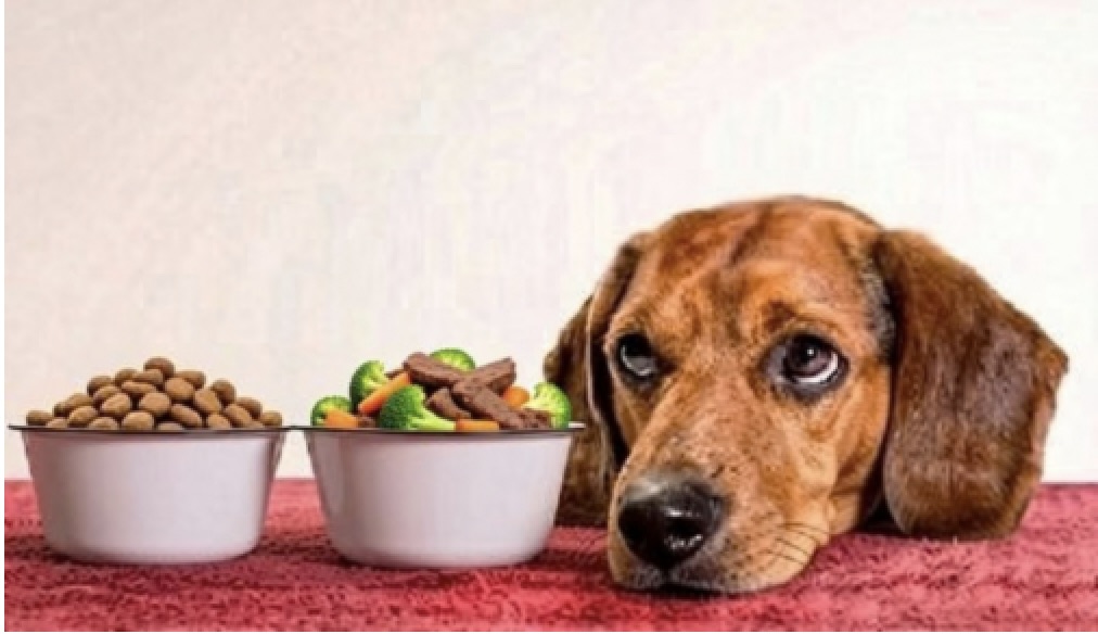 Thoughtful dog with a bowl of kibble and a bowl of meat and vegetables. The transition from kibble to less processed diet.