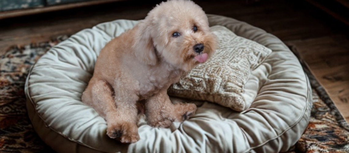Dog scooting on a floor cushion