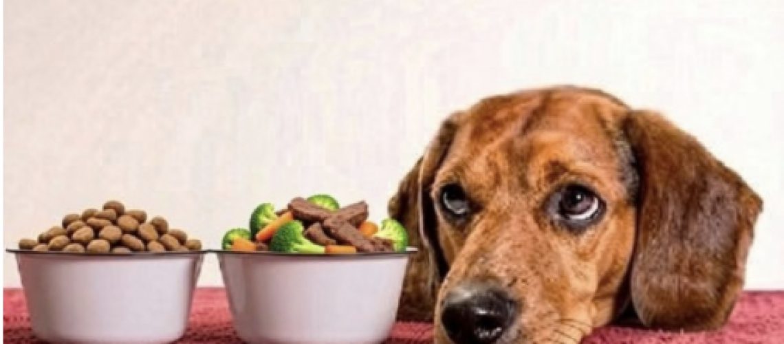Thoughtful dog with a bowl of kibble and a bowl of meat and vegetables. The transition from kibble to less processed diet.