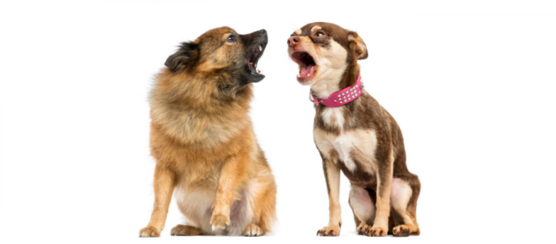 Canine communication - two dogs shouting at each other