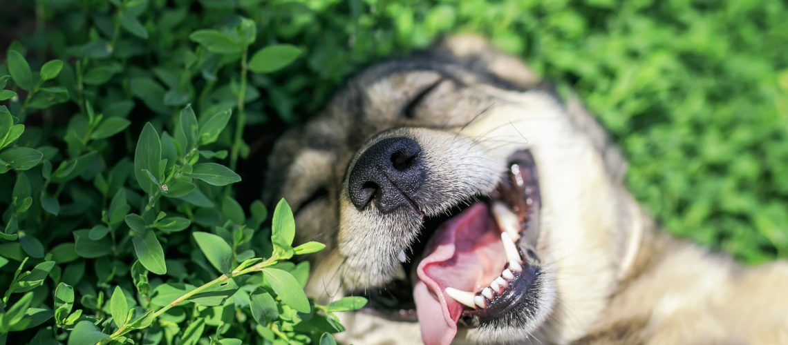 cute dog lying on green grass in spring Sunny meadow funny sticking out his tongue and rolling his eyes
