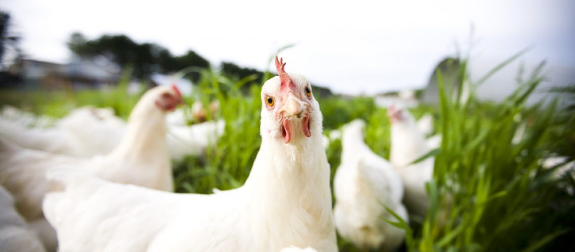 Cheerful chickens in an open field