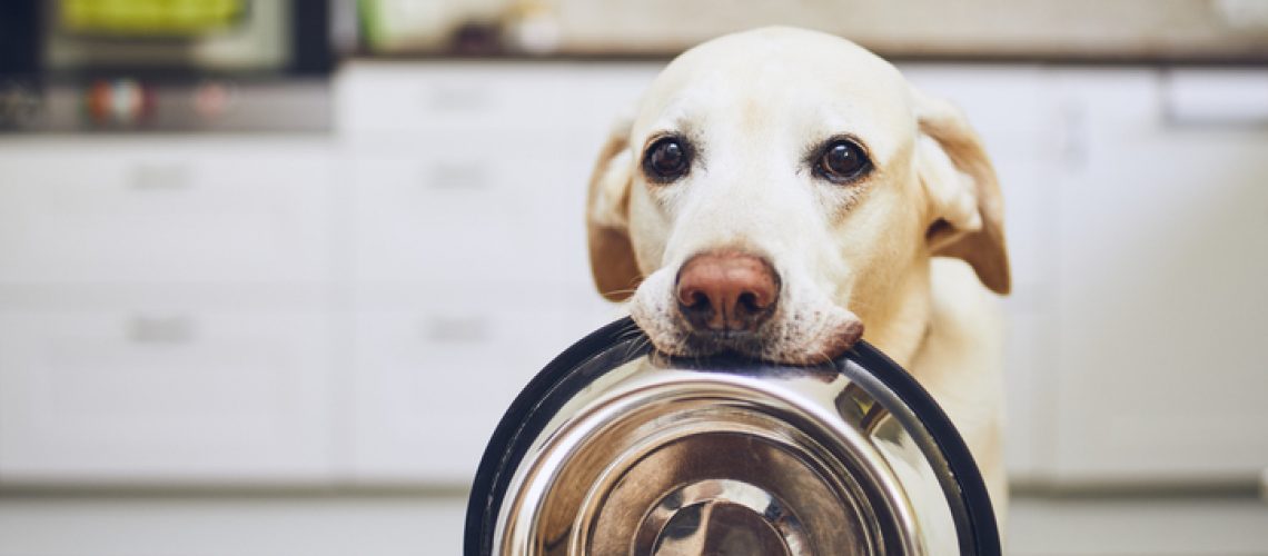 Labrador holding his bowl in his mouth. Hoping he'll get fed twice a day.
