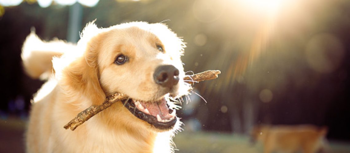 Golden retriever playing in the sunshine