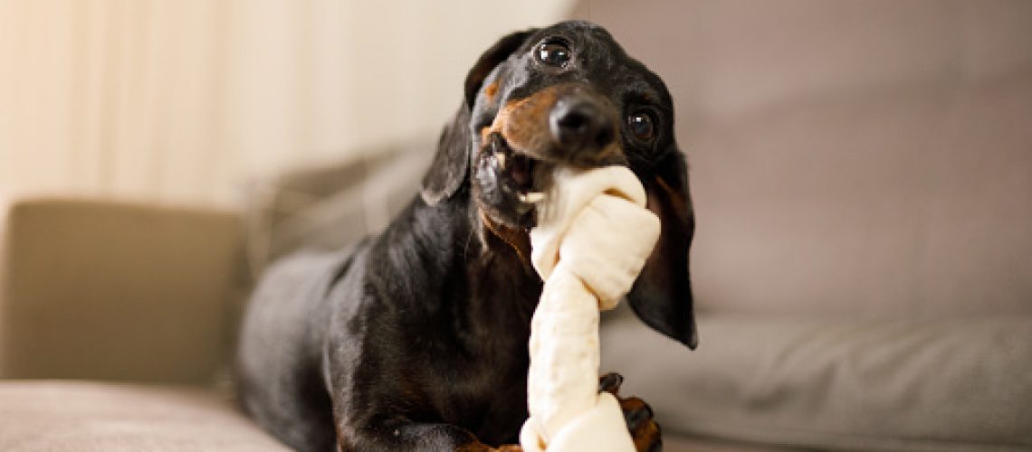 Dachshund gnawing a dog bone on the couch