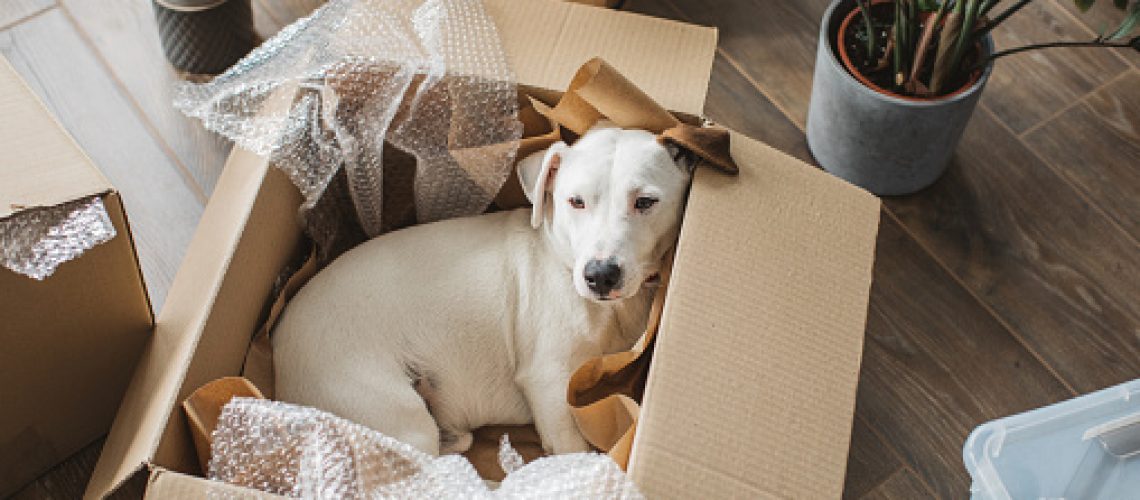 Dog making himself comfortable in a moving box