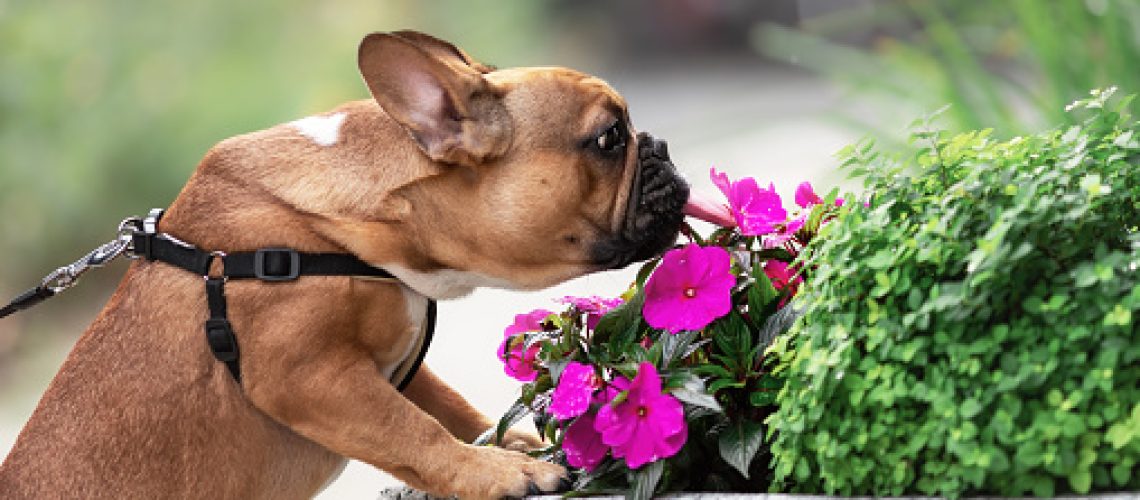 Cute French bulldog sniffing flowers