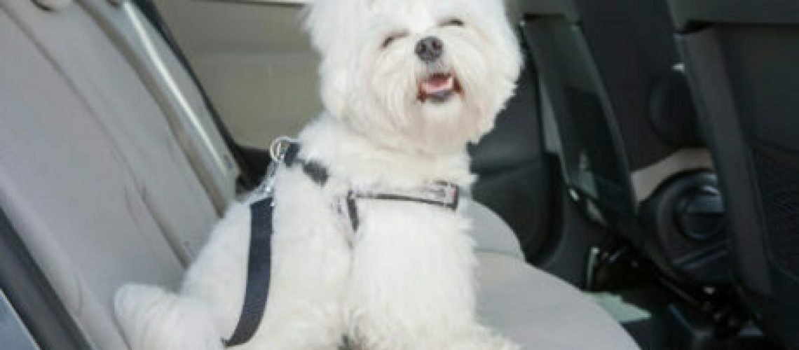 Happy Maltese terrier, safely secured in car so dog isn't car sick